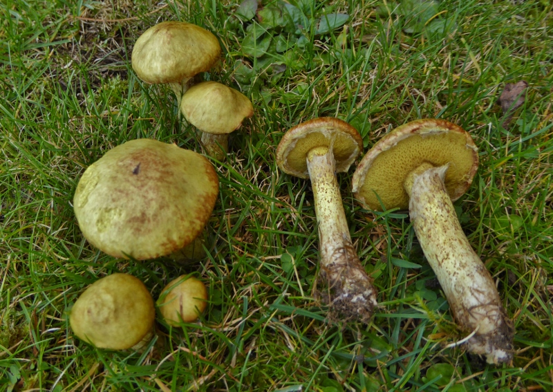 Gelber Pilz Im Garten